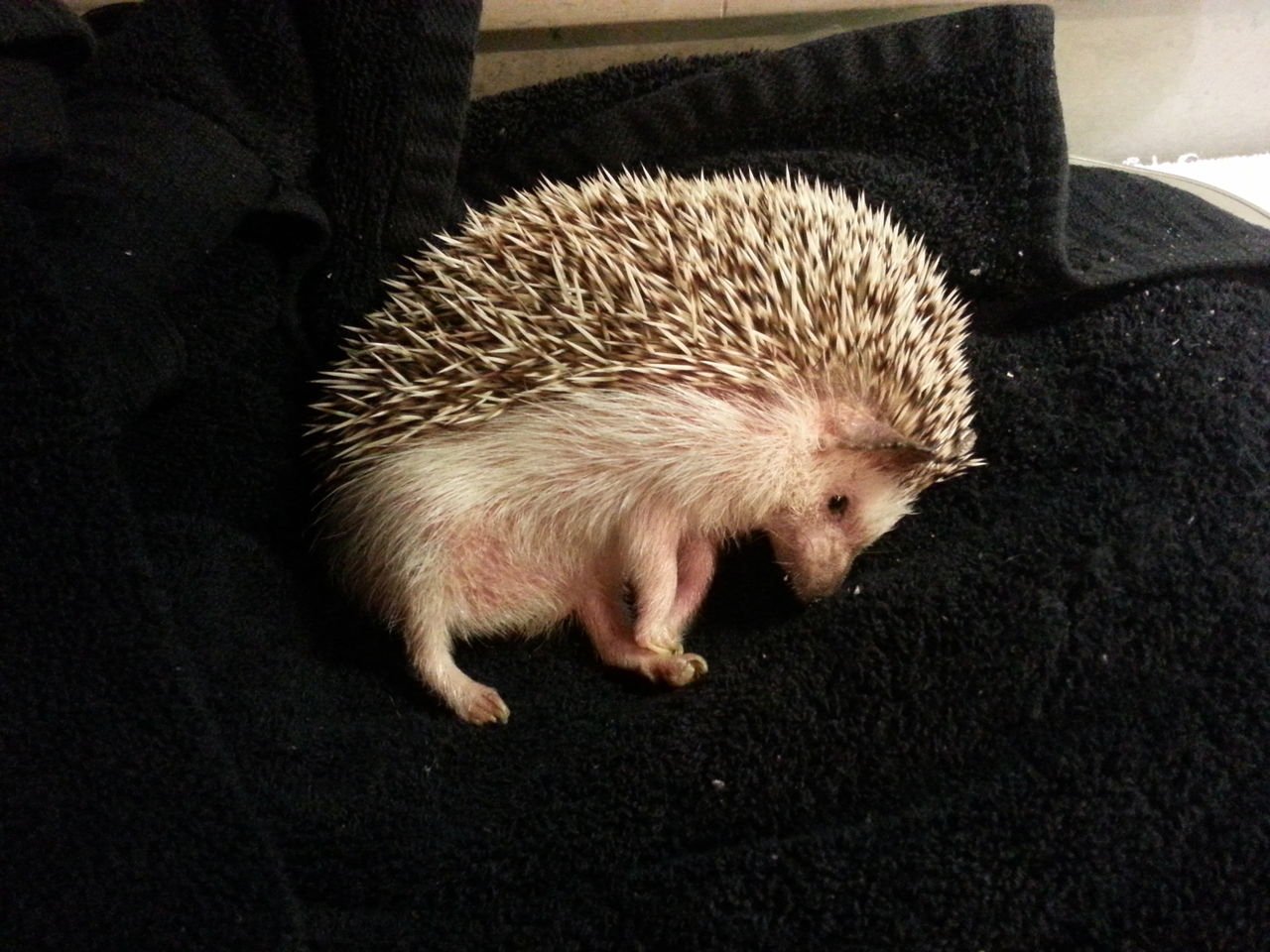 Hedgehog laying on its side