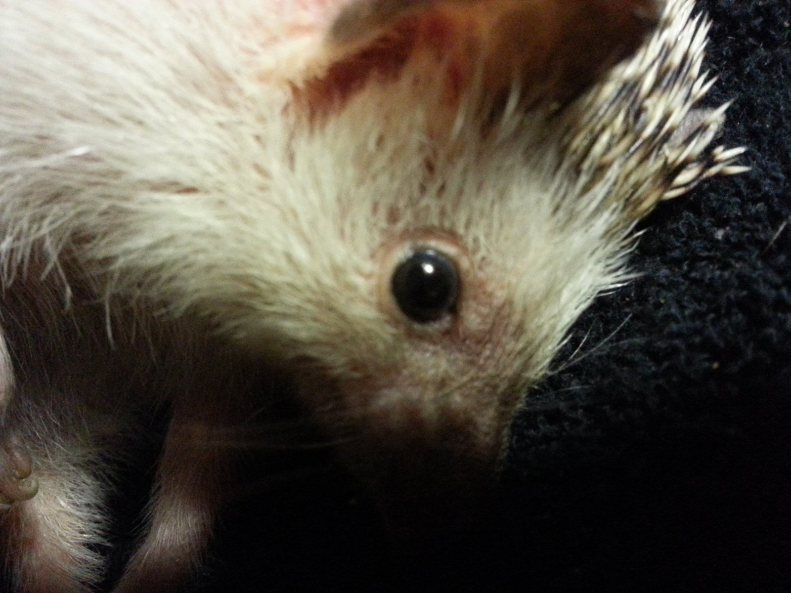 Closeup of hedgehog's eye