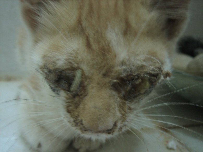 cat with covered eyes (close-up)